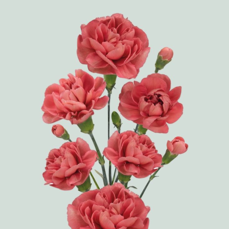 Spray Carnation